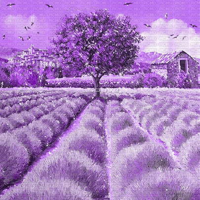 soave background animated  lavender field  purple - Free animated GIF