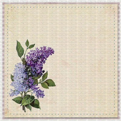 minou-frame-background-flowers lilacs - PNG gratuit