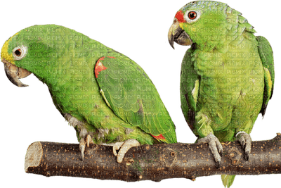 perroquets - nemokama png