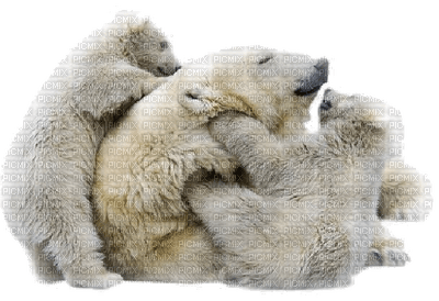 aze ours blanc White - gratis png