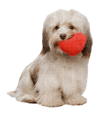 chien-st-valentine - png gratuito