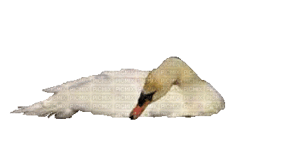 Лебедь 2 - GIF animasi gratis