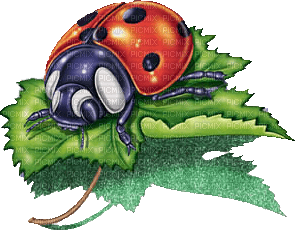 coccinelle - δωρεάν png