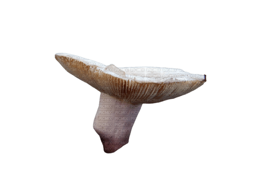 Big russula mushroom - Free PNG