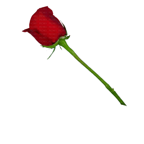 red roses flowers sunshine3 - Nemokamas animacinis gif