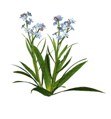 fleurs - nemokama png
