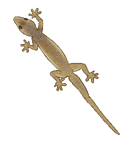 gecko - GIF animé gratuit