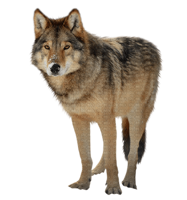 wolf - PNG gratuit