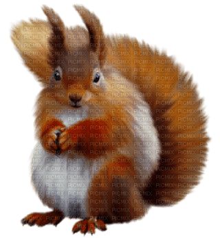 squirrel ecureuil - nemokama png
