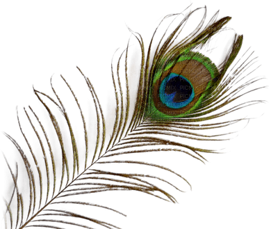 peacock feathers bp - PNG gratuit