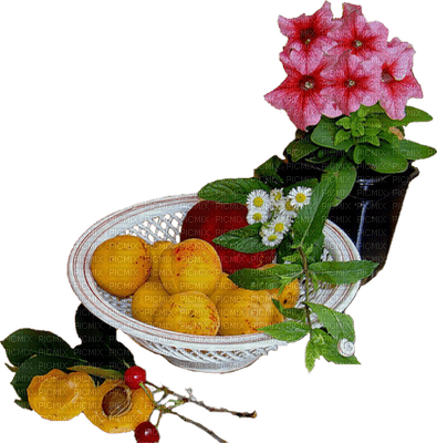 fruit apricots bp - kostenlos png