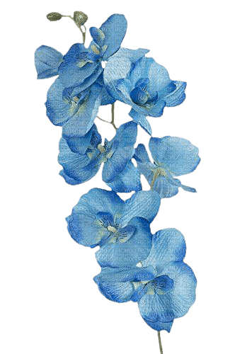 blue flowers - zdarma png