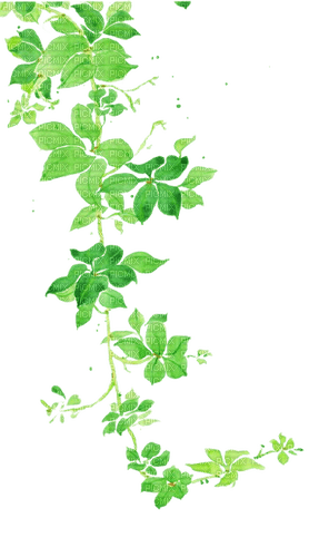 hanging plant - 免费PNG