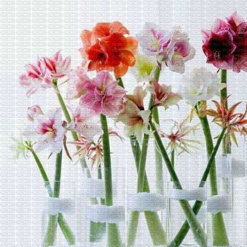 Background Flower - nemokama png
