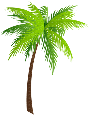 Palmtree - ilmainen png