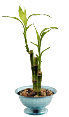patrcia87 plante - nemokama png