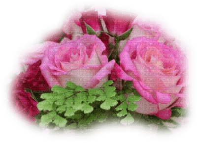 patymirabelle fleurs roses - darmowe png