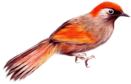 soave deco bird autumn orange - PNG gratuit