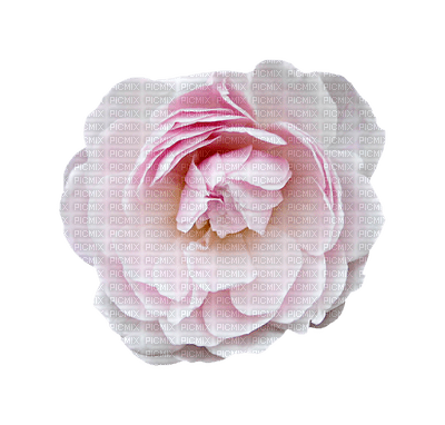 Kaz_Creations Pink Deco Flower Colours - Free PNG