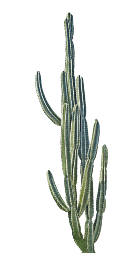 Cactus.Plants.Plante.Desert.Victoriabea - 免费PNG
