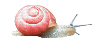 Kaz_Creations Snails Snail - bezmaksas png