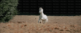 cavalo - GIF animé gratuit