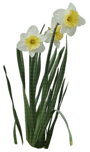 Daffodil - фрее пнг