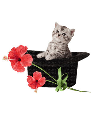 Kaz_Creations Cats Cat Kittens Kitten Hat - PNG gratuit