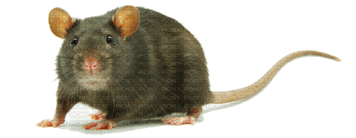 Kaz_Creations Rat-Mouse - png ฟรี