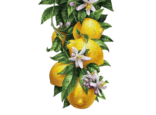 kikkapink citrus lemon branch - nemokama png