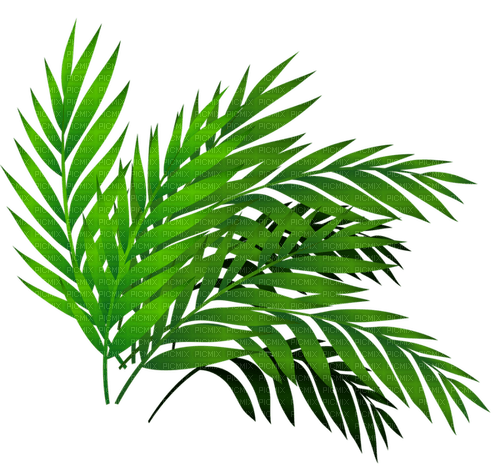 plant - kostenlos png