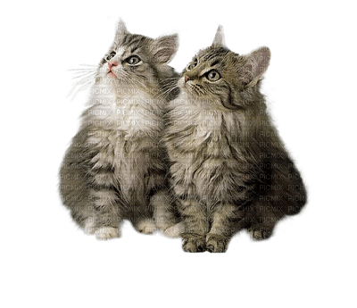 Kaz_Creations Cats Cat Kittens Kitten - png gratuito