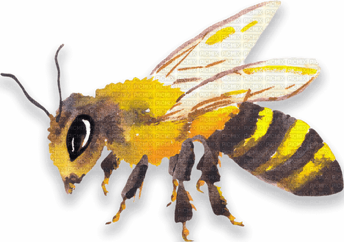 Bee - besplatni png