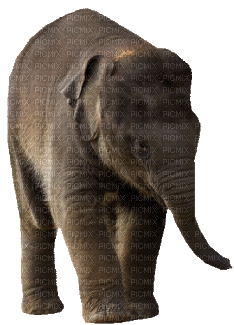 éléphant 3 - GIF animado grátis