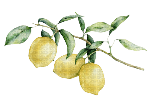 kikkapink lemon fruit deco png - 無料png