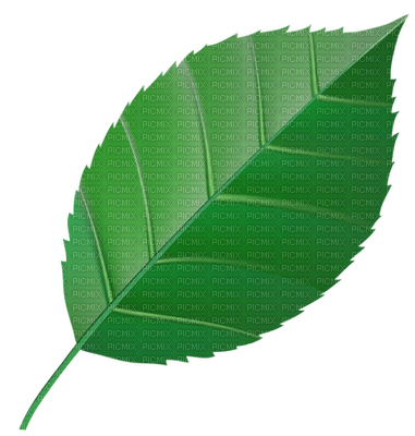 Kaz_Creations  Leaves Leafs - 免费PNG