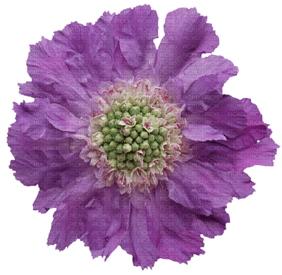 Kaz_Creations Deco Flower  Colours - png gratuito
