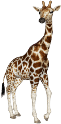Kaz_Creations Giraffe - png gratis