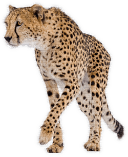 cheetah bp - png grátis