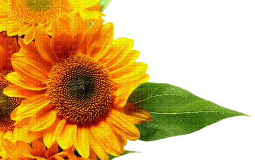 sunflower sonnenblume tournesol - zdarma png