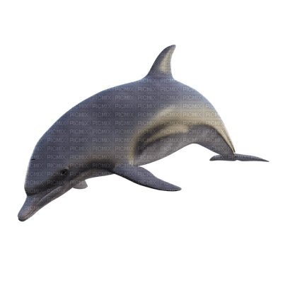 dolphin, delfiini - png gratis