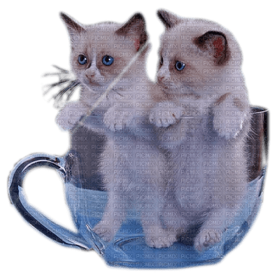 photo deux chats dans une tasse - png ฟรี