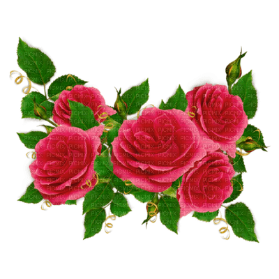 roses - фрее пнг
