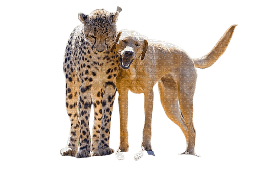 Cheetah and dog friends, strange, png - Free PNG