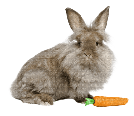 gala animals rabbit - png gratuito