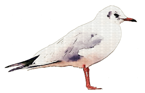 Mouette - Free PNG