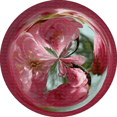 rosado - безплатен png