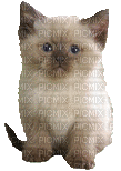 chaton clin d'oeil - GIF animé gratuit
