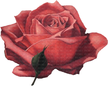rosa roja - Free animated GIF
