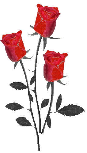 nbl-rose - Gratis geanimeerde GIF